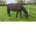 Cream creek stables