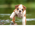 Epic Puppy Group