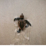 Lil Turtless