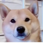 Savage doge only