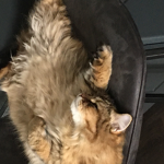 mylittlecatkona friends
