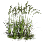 Lawn Wed Grass People