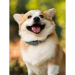 Legendary Doggo Inc.