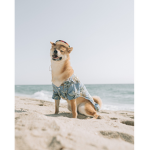 The little doge army