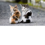 Mango.cat.crew