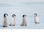 The Penguin Iceberg