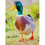 DUCKS!!!!!!!!!!!!!