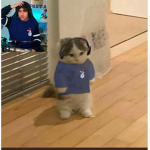Dsjsaodhapodhas