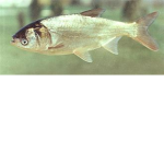 Silver Carp