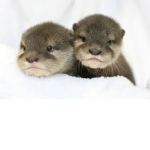 we love otters