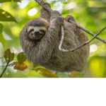 SlothY I THE BEST THING EVER PLS PLS PLS PLS PLS