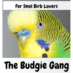 Budgie Forest