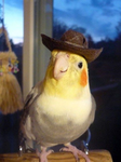 BIRDS YAYA