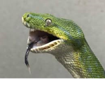 snake squad (move like a snake)