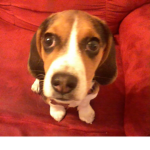 Beagle group