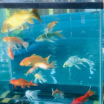 THE FISH FRIENDS!