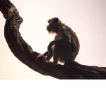 Monkeys/Group