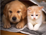 Animal Abuse Halters