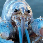Blue Lobster Kingdom