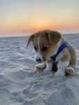 'Dog