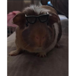 Coco the Guinea pig