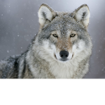 ArticWolfGang