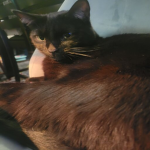 Shy Kitten Studios