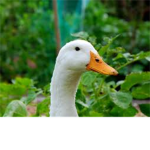 #TEAMDUCKBELUGA