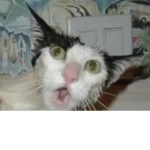 Cat oyow