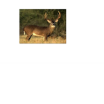 Deer 2