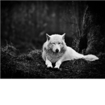 WolfClan "The pack never gives up"