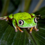 REAL FROG SQUAD GROUP