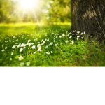 Nature is the gate for peace