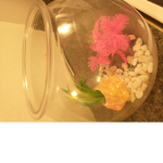 My dead fish candice