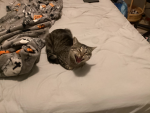 Cats & more