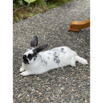 Oreo><fidgets