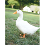 Quacking ducks