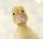 Duck Gr0up