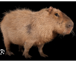 Drip drip capybaras