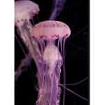 Jillys jellyfish’s