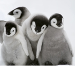 PENGUIN EMPIRE RULES THE WORLD