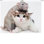 Cats And Rats Peace Community