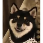 Shibe Nation!