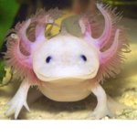 do you like axolotils