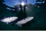 sharks. inc