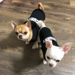 chihuahua FBI