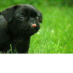 pugs are pros