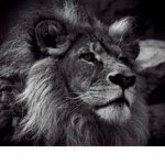 Dark Lions Of The Moon