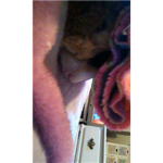 guineapig lover group
