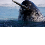 Rise Of The Narwhals
